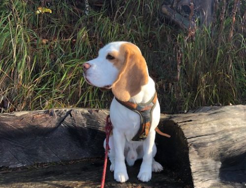 Patient des Monats: Beagle Jake